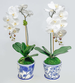 Orchid in Blue/White Pot