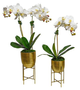 Orchids in Gold Pot with Stand