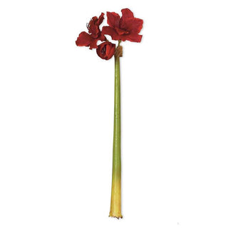 Red Amaryllis Stem