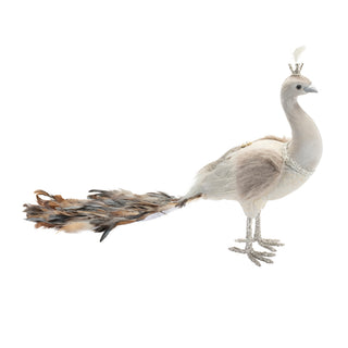 Royal Peacock