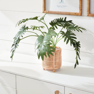 Split Leaf Selloum Stems Bundle
