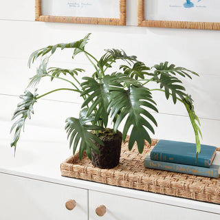 Split Leaf Selloum Stems Bundle