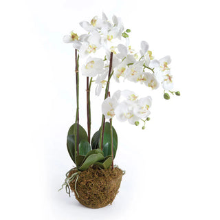 Phalaenopsis Orchid Bowl Drop In 31.5"