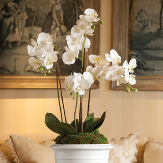 Phalaenopsis Orchid Bowl Drop In 31.5"
