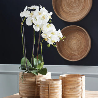 Phalaenopsis Orchid Bowl Drop In 31.5"