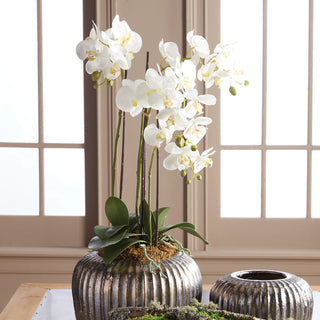 Phalaenopsis Orchid Bowl Drop In 31.5"