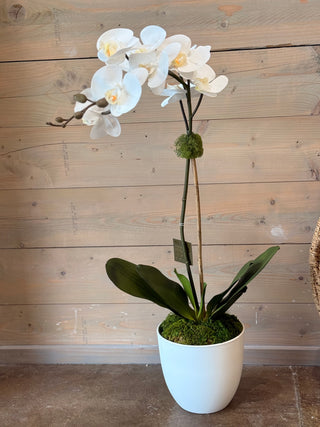 Orchid in White Pot