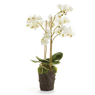 Phalaenopsis Orchid Bowl Drop In 20"