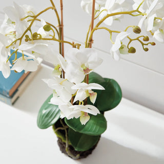Phalaenopsis Orchid Bowl Drop In 20"