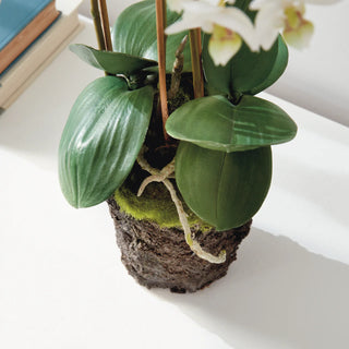 Phalaenopsis Orchid Bowl Drop In 20"