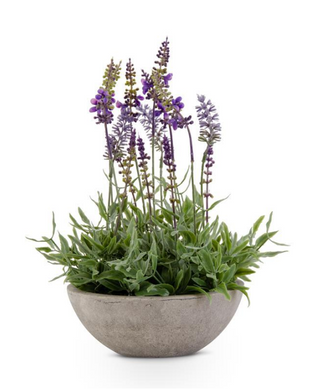 Purple Lavender in Gray Bowl