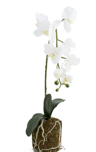 Orchid in Moss Pot