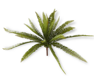 Fern Bush