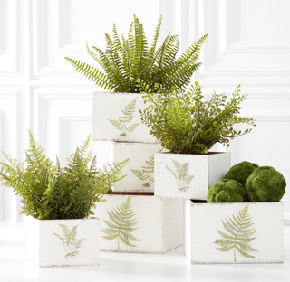 Fern In Woven Basket