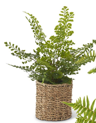 Fern In Woven Basket