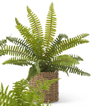 Fern In Woven Basket