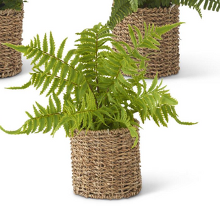 Fern In Woven Basket
