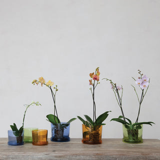 Hand Blown Recycled Glass Planter with Saucer 6"