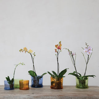 Hand Blown Recycled Glass Planter with Saucer 8"