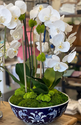 Triple Orchids in Blue & White Bowl