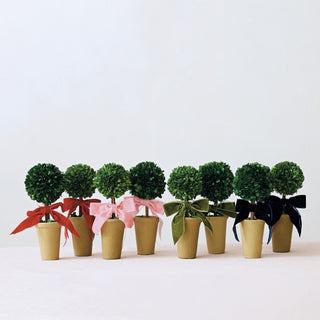 Dried Boxwood Tree in Terra-cotta Pot with Red Velvet Bow