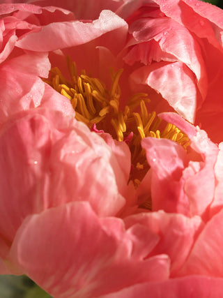 Pink Peony & Silk Pura Refill