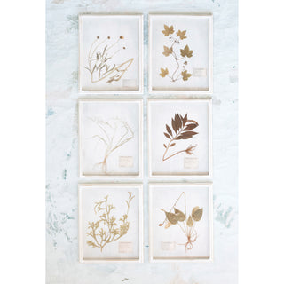 Wood Framed Glass Wall Decor - Dried Botanicals