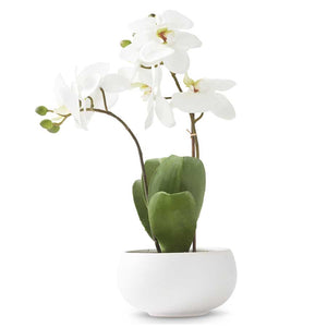 Phalaenopsis Orchid in Round White Bowl